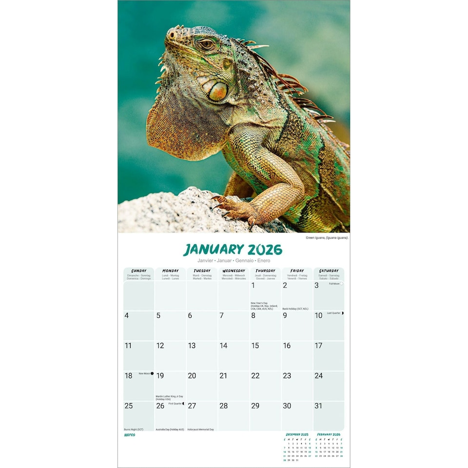 image 1 of Lizards 2026 Calendar | Square Wall Calendar | Reptile Gift | Plastic Free Packaging | by Avonside Publishing