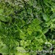 image 4 of Marshalls Garden Coriander Plant - 6 plug plants