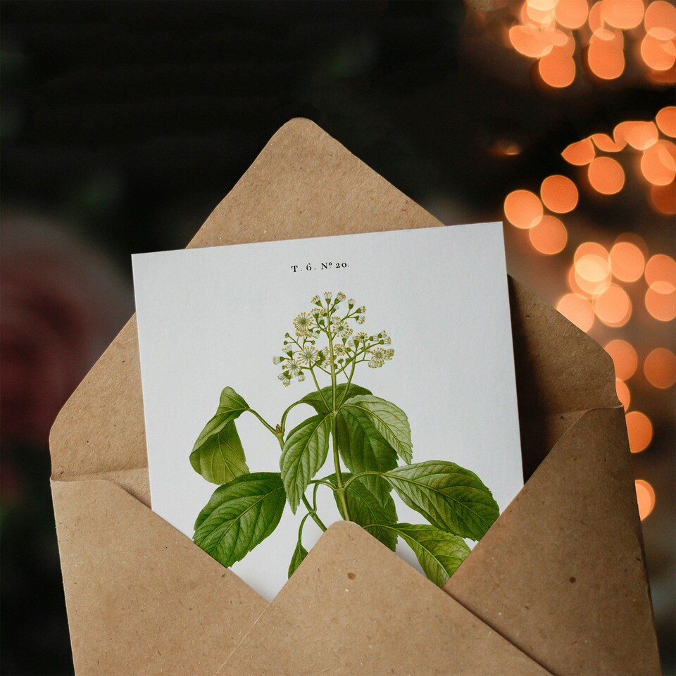 image 1 of Pierre-Joseph Redouté Art Card Climbing Hydrangea Flowers