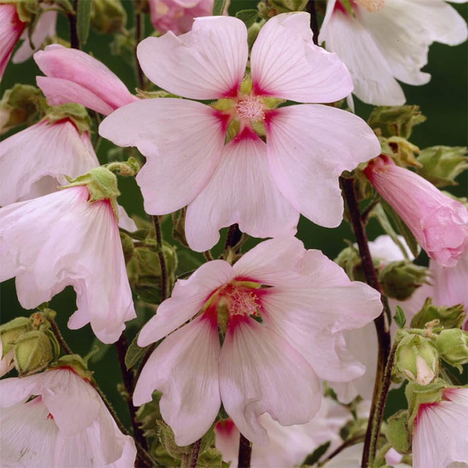 image 1 of 3 x Patio Lavatera (Mallow) 'Barnsley Baby' in 9cm pots Mid-Summer Blooming Plants for Gardens Frangrant