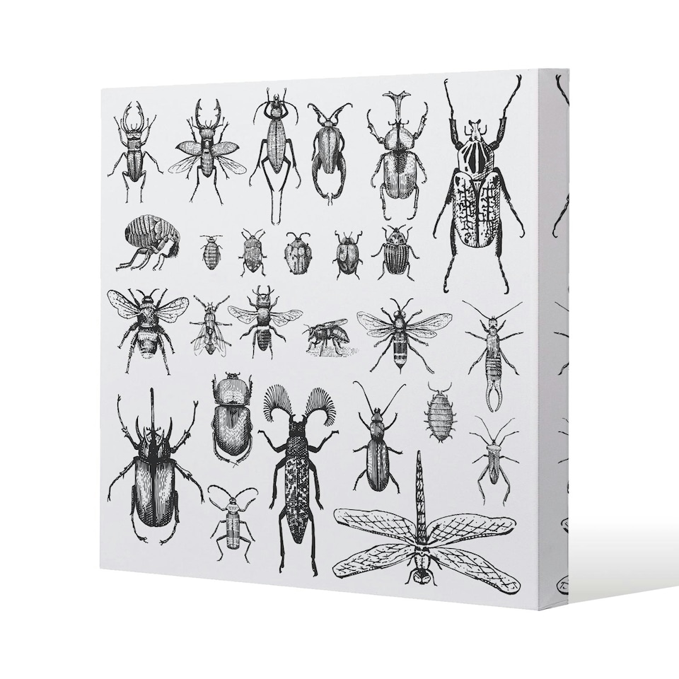 image 1 of fleas many species in vintage old hand drawn style (Canvas Print) 101 x 101 x 4cm