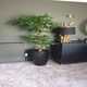 image 4 of 150cm Twisted Trunk Artificial Japanese Fruticosa Style Ficus Tree | Green | One Size