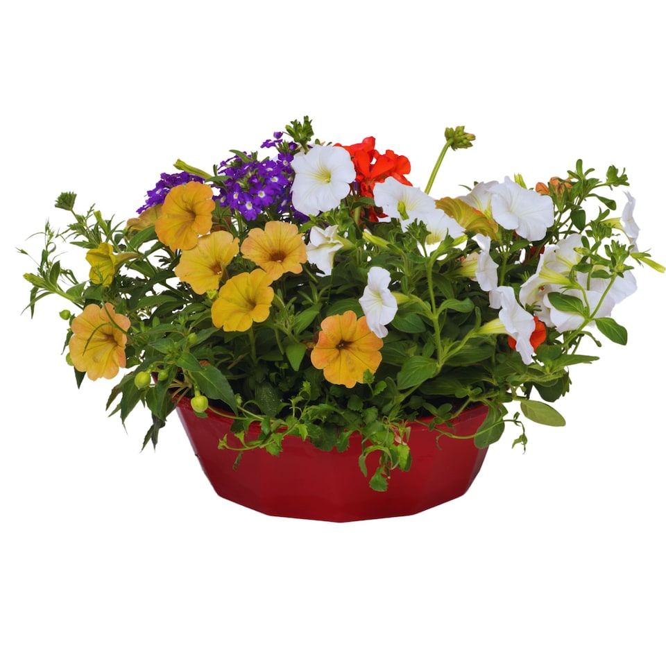 image 1 of 7 Colour Coordinated Plants  Tangerine Twist Theme Speedplanter  Garden Ready