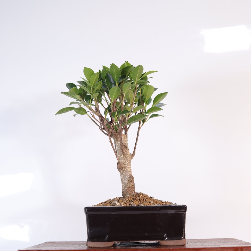 image 1 of Yorkshire Bonsai Ficus Microcarpa (Banyan Fig) Indoor Bonsai Tree Broom In 16cm Pot