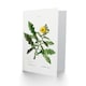 image 2 of Pierre-Joseph Redouté Art Card Sow Thistle Flower Bloom