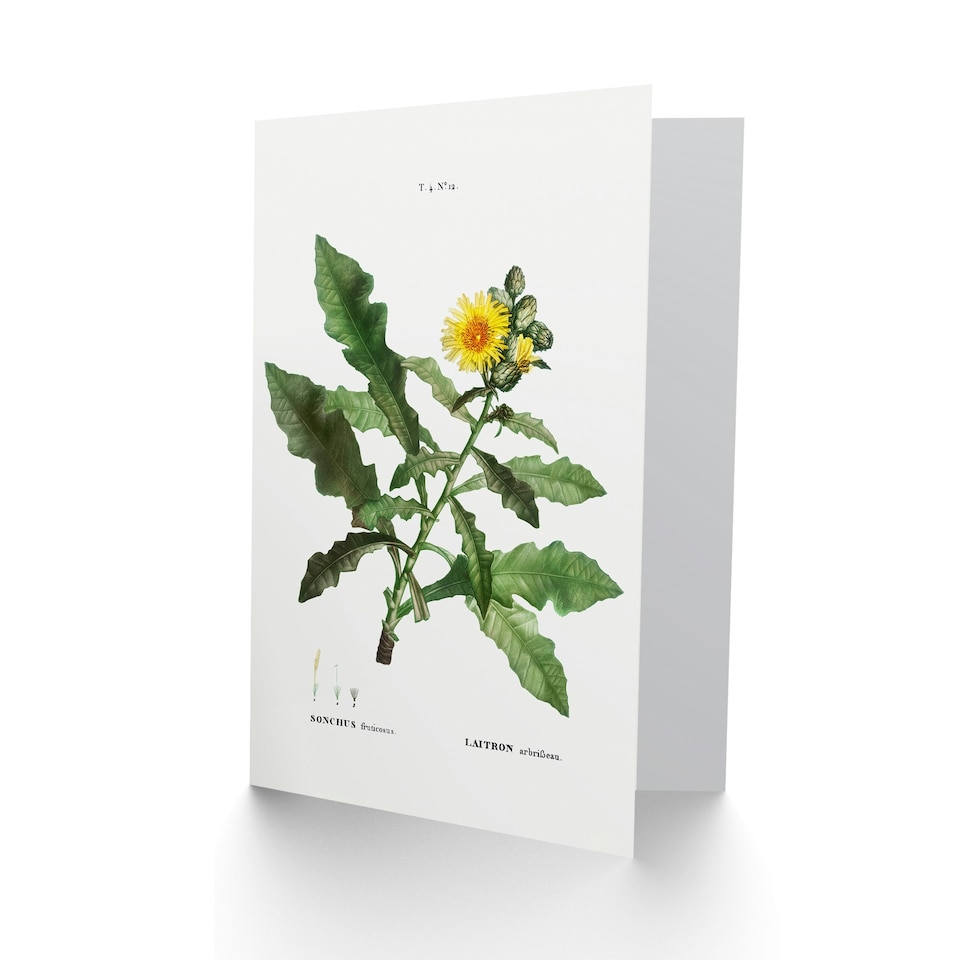 image 1 of Pierre-Joseph Redouté Art Card Sow Thistle Flower Bloom