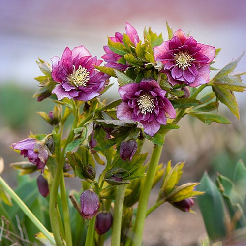 YouGarden Hellebore 'Double Queen', Set of 6 Mixed Plug Plants, Winter and Spring Flowering, Ready to Pot or Plant Out