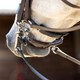 image 6 of LeMieux Curb Chain Guard Black | One Size