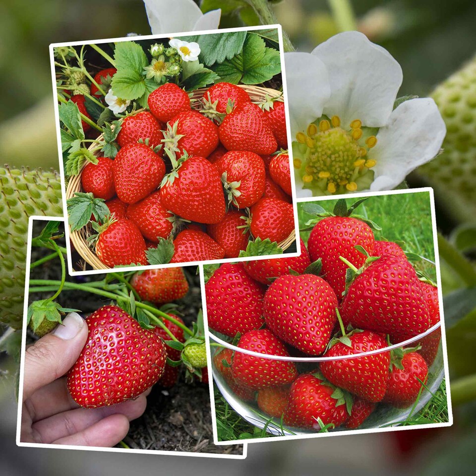 image 1 of Marshalls Garden Strawberry Long-Cropping 3-Variety Collection Early to Autumn 30 bare root