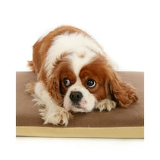Petlife Posture Pal Memory Foam Dog/Cat Bed - Brown - 24x18in
