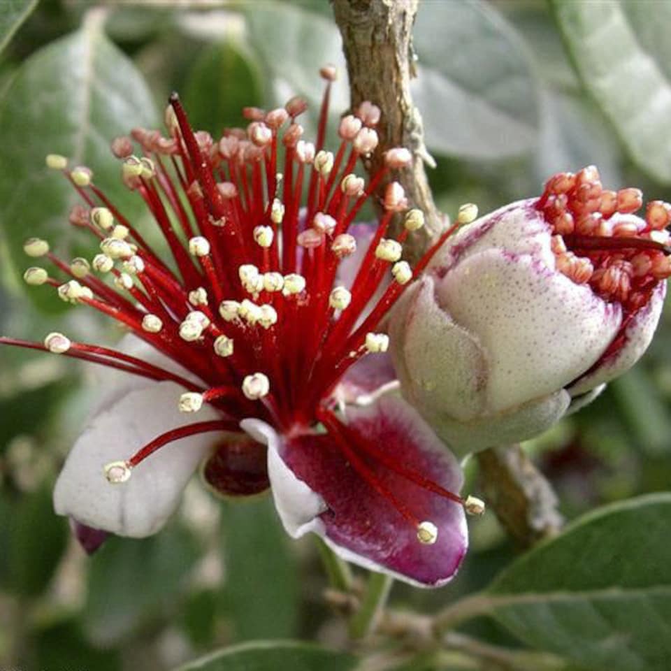 image 1 of YouGarden Pineapple Guava, Acca Selloweana, Established Fruit Tree in 3 Litre Pot, Grow Your Own Edible Fruit