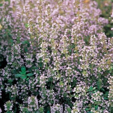 Set of 3 Thyme Common Herb Plant Thymus Vulgaris 9cm Pot | Purple | Purple | 9cm Pot | 3
