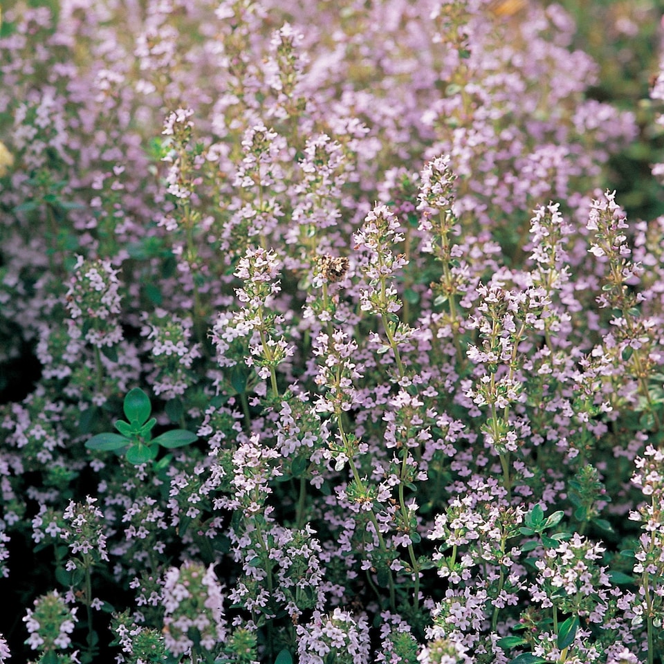 Set of 3 Thyme Common Herb Plant Thymus Vulgaris 9cm Pot | Purple | Purple | 9cm Pot | 3