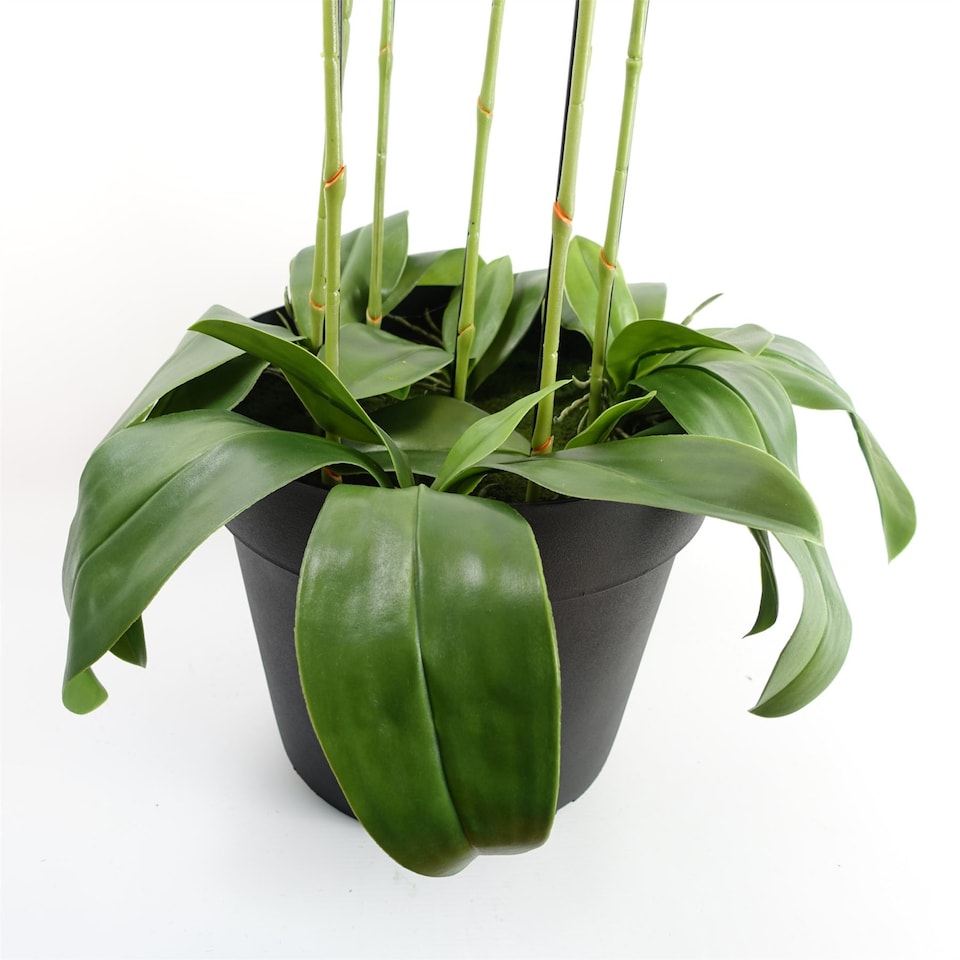 image 1 of 110cm Large Yellow Peach Orchid Plant Artifcial 41 REAL TOUCH flowers