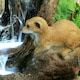 image 2 of Primrose Mob of Meerkat Falls Mains Powered Water Feature with Lights White 56cm