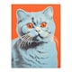 image 3 of Teal Coral British Blue Cat Screen Risograph Style Spot Block Black Framed Wall Art Print A4