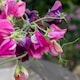 image 6 of Sweet Pea Bubble Gum Mix | Multi | Mixed | Flower Seeds | 1