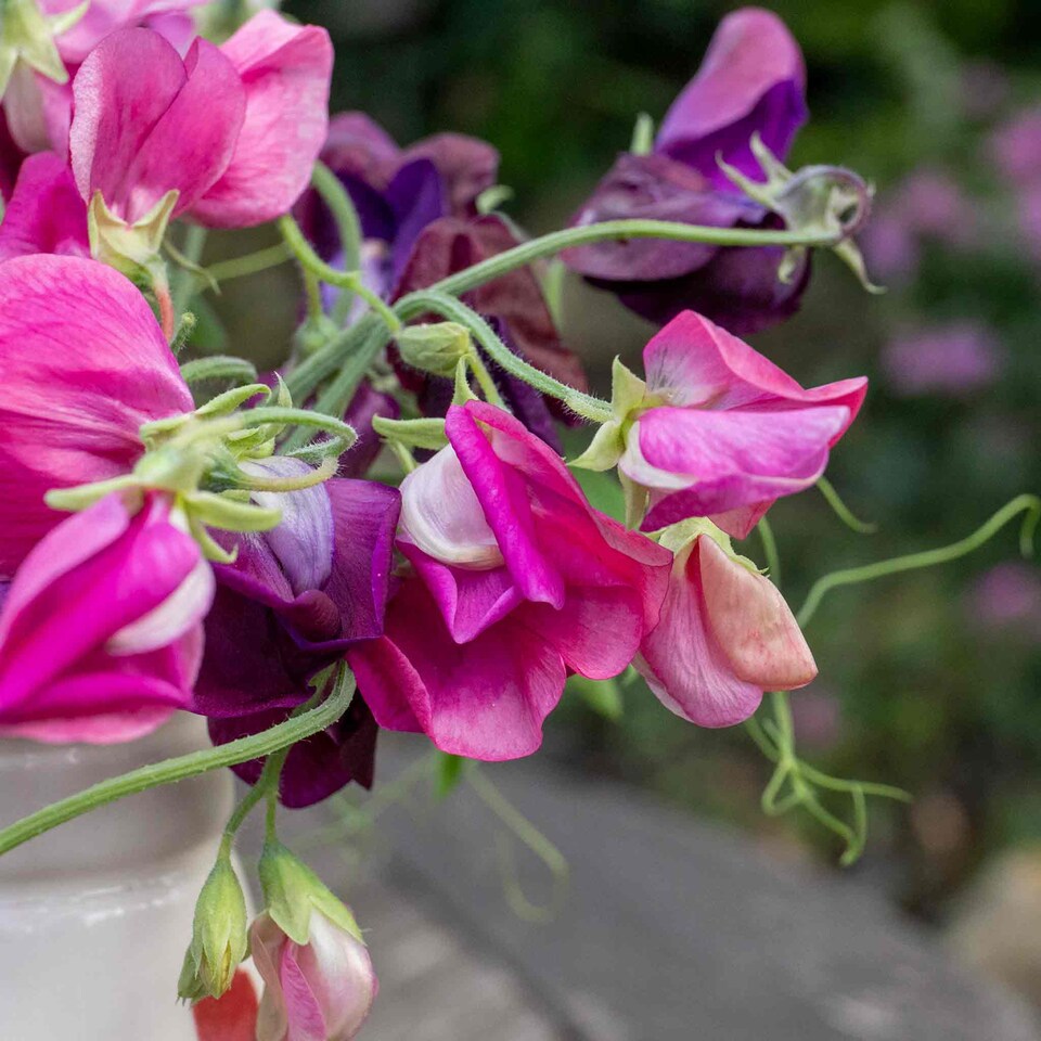 image 1 of Sweet Pea Bubble Gum Mix | Multi | Mixed | Flower Seeds | 1