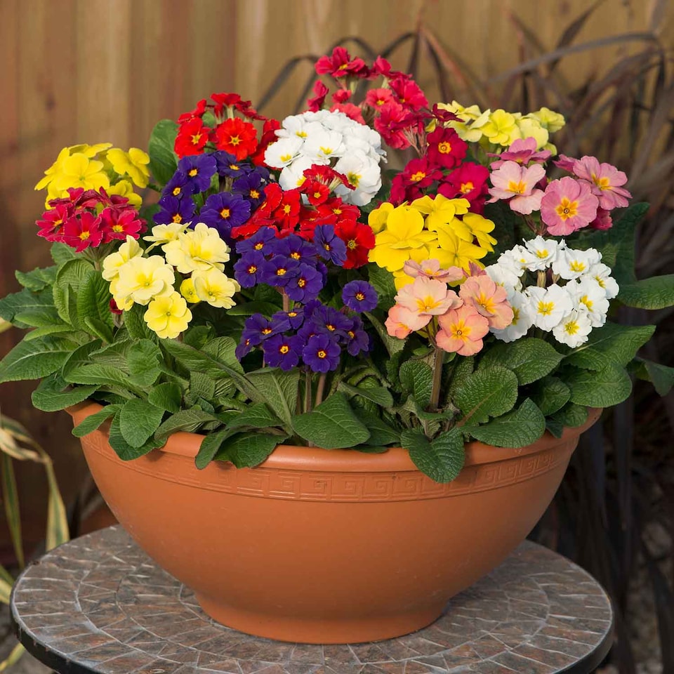 image 1 of Marshalls Garden Polyanthus 'Stella Mix' 6 Garden-Ready Plugs