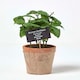 image 1 of Homescapes Artificial Basil Plant in Decorative Pot