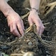 image 4 of Carbeth Plants 25 x Asparagus Crown Millennium Roots for Planting - Premium Quality Vegetable Perennials for Kitchen Gardens & Allotments