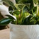 image 5 of Kew Stoneware Sago Palm Bowl White