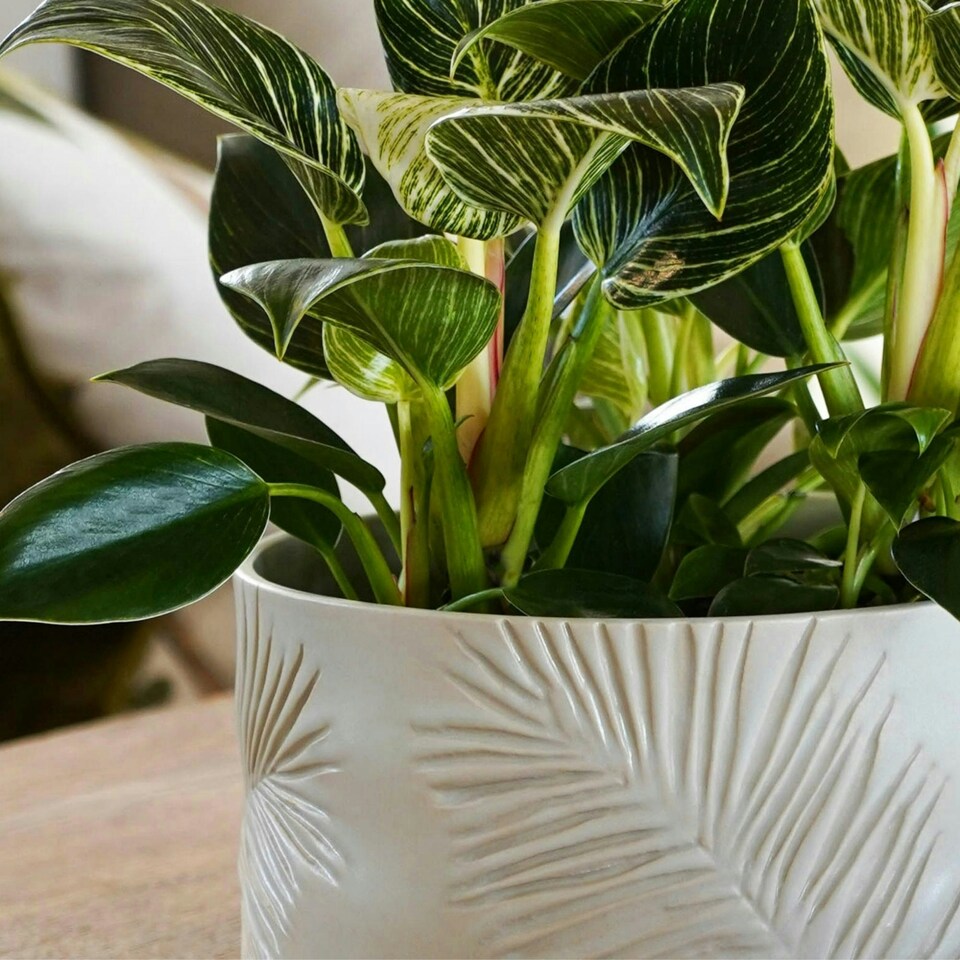 image 1 of Kew Stoneware Sago Palm Bowl White