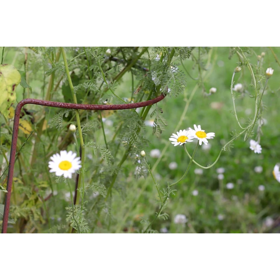 image 1 of Garden Pride Rusty Bow Plant Supports - Extra Large Raw Steel Design To Rust Pack of 4