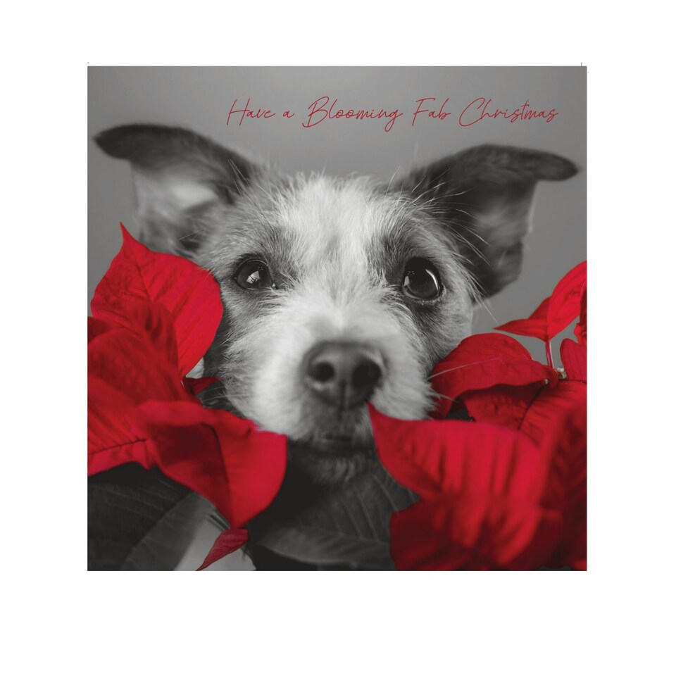 Emotional Rescue In Black & White Christmas Card, Dog with Poinsettia Plant, 16.3 x 16.3 cms, Multi-Coloured