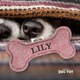image 2 of History & Heraldry Pre-Personalised Squeaky Bone Dog Toy - Lily