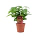 image 1 of Coffee Arabica Indoor Plant 12cm Pot | Multi