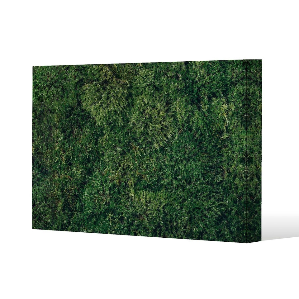 image 1 of Natural green moss (Canvas Print) 46 x 31 x 4cm