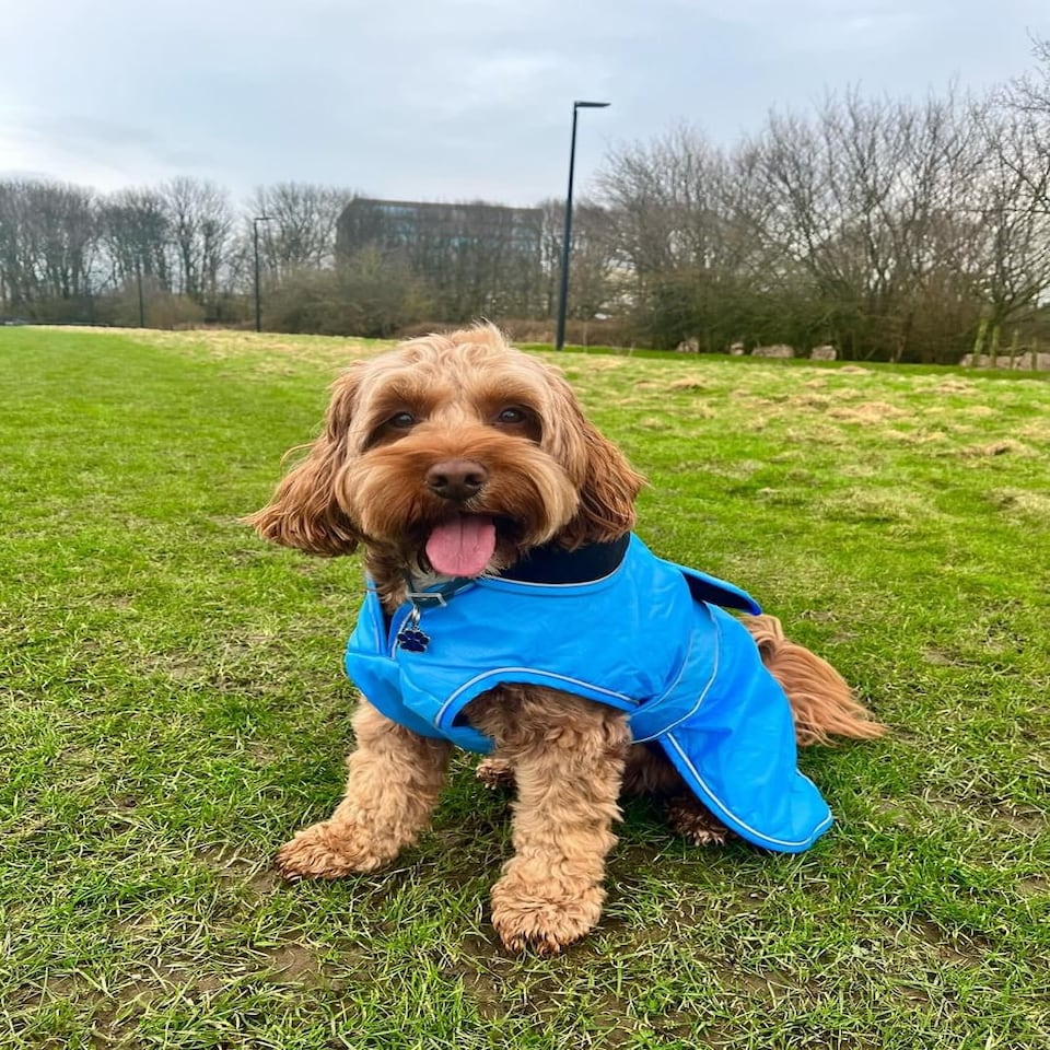 image 1 of HugglePets Arctic Armour Dog Coat Blue | S