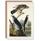 image 1 of John James Audubon Art Card Goshawk and Stanley Hawk