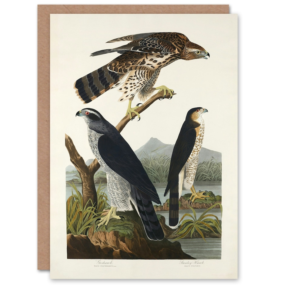 image 1 of John James Audubon Art Card Goshawk and Stanley Hawk