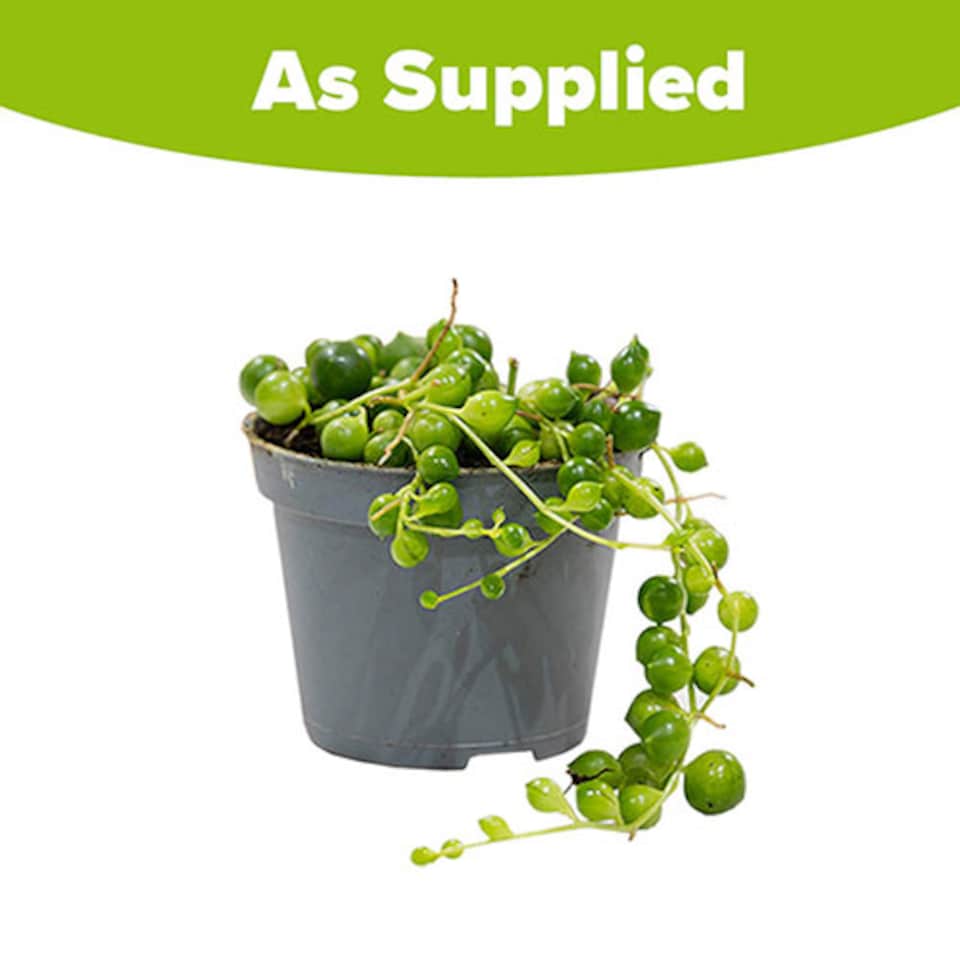 image 1 of YouGarden String of Beads Houseplant, Senecio herreanus, Tropical Trailing Indoor Plant in 6cm Pot, For Home, Office or Living Room
