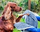 image 9 of Henry Wag Blue Pet Water Bottle & Noodle Glove Towel Combo