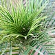 image 2 of Leaf 120cm Cycas Palm Tree UV Resistant Outdoor | Green | 4ft