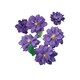 image 1 of Clematis Kiri Te Kanawa