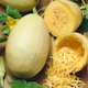 image 2 of Squash (Winter) Spaghetti Stripetti