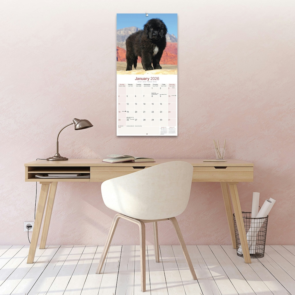 image 1 of Newfoundland 2026 Calendar | Square Wall Calendar | Dog Breed Gift | Plastic Free Packaging | by Avonside Publishing