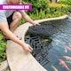 image 10 of GEEZY Pond Guard Protector Floating Net Rings Black 20 Piece Set