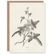 image 1 of Shirley Hibberd Art Card Vintage Botanical Minima Ivy