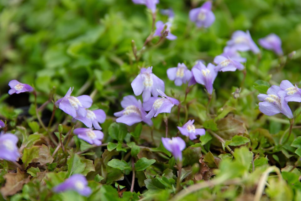 image 1 of Mazus reptans 'Chinese Marshflower' - Marginal Aquatic Pond Plant