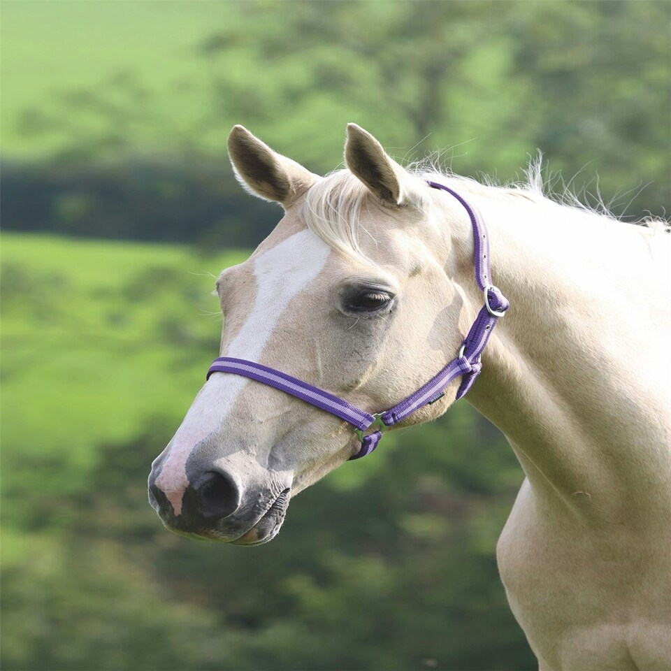 image 1 of Shires Wessex Headcollar Blue | Colour: PinkNavy
Size: Cob