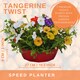 image 3 of 7 Colour Coordinated Plants  Tangerine Twist Theme Speedplanter  Garden Ready