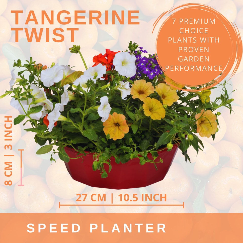 image 1 of 7 Colour Coordinated Plants  Tangerine Twist Theme Speedplanter  Garden Ready