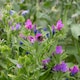 image 6 of Natures Haven Easy Wildflower Seed Mix, Pollinator-Friendly with Added Fertiliser 1.2kg box