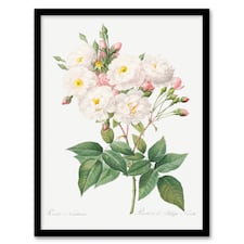 Redoute Framed Wall Art Noisette Rose Vintage Floral Illustration Home Décor