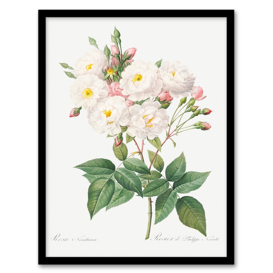 image 1 of Redoute Framed Wall Art Noisette Rose Vintage Floral Illustration Home Décor